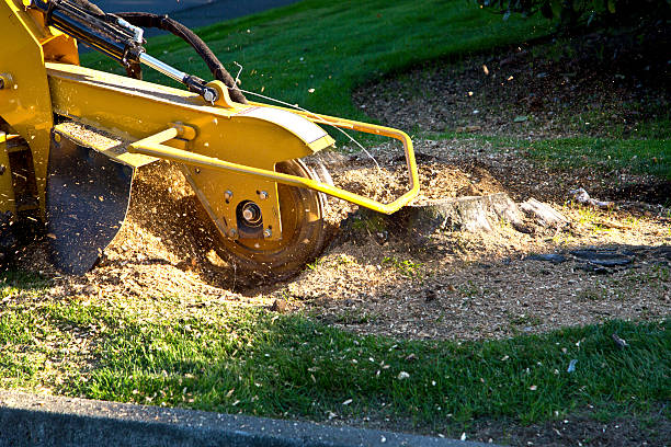 Professional Tree Removal in Hahnville, LA